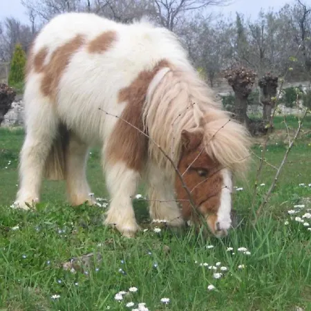 Tourist Farm Tonin Šmarje
