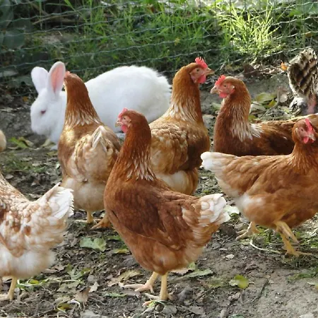 Tourist Farm Tonin *