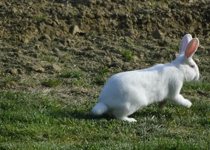 شقة Tourist Farm Tonin *