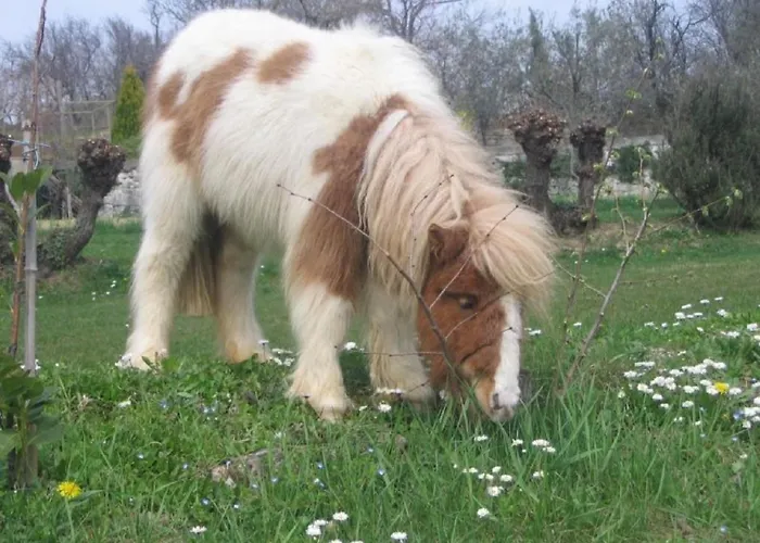Tourist Farm Tonin Šmarje