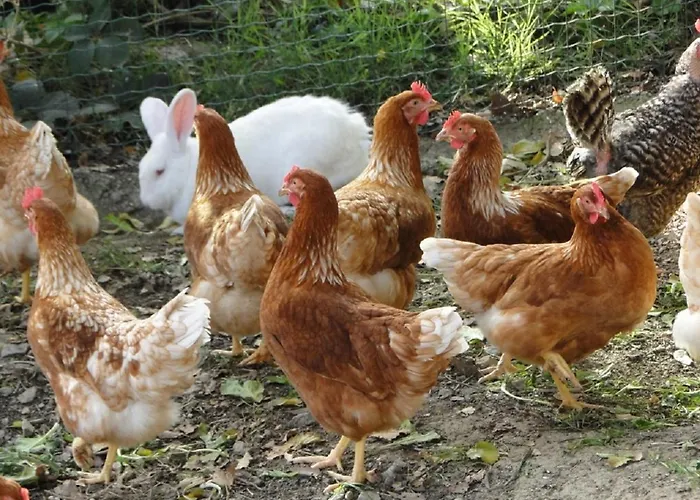 Tourist Farm Tonin *